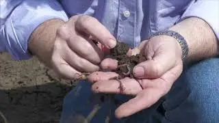 Earthworms in Australia&rsquo;s cotton systems