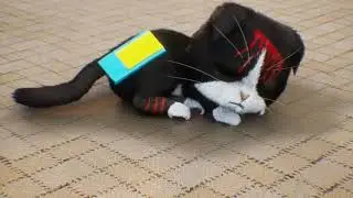 Have You Parfect Time Cute Cat 🐱🐱[kitten match ad]