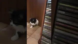 Кішечка Мася в нірці #pets #cat #doors #chat #funnycats #funny #kitten #animals