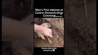 Someone stole my video of #weavethecoyote  and sped it up! #coyote #animals #nature #new #friends