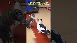 Ranking FUNNIEST Cute Animals Meltdown Today P.2 || #shorts #ranking #rankingshort  #funnyshorts