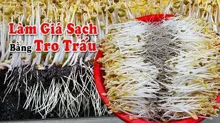 Cách làm giá sạch theo cách truyền thống bằng tro trấu.