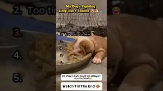 My Dog&rsquo;s Fighting Sleep Like a Toddler 😂🐶💤 #youtubeshorts  #dogshorts  #funnydogcompilation
