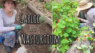 I Plant Garlic & Harvest Nasturtium (for Seed) Before Our Final Frost, Oct 2023 - Off Grid Homestead