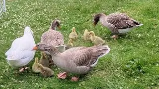 Pilgrim Goose family. 8 goslings