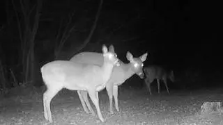 𐂂 Real Life Bambi #1746 𔑴 #asmr #deer #animallovers #forcats #fallasleep #notai