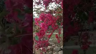 #flowers #funny #video #vlog