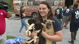 Big Dog Ranch Rescue, West Palm, Florida - Texas Dog Rescue