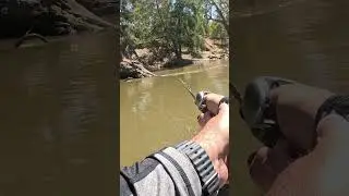 Crank bait found a couple today, #murraycod #fishing #crankbait #trendingshorts