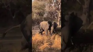 ELEPHANTS STORM OUR CAMP #safari #elephant #adventure #chobe #camping #botswana #africa #travel