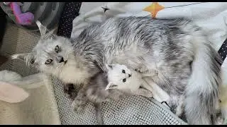 The Maine Coon kittens 