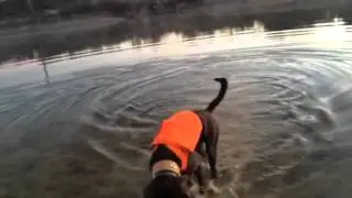 Basic Ranch Chore - Duck Retrieval