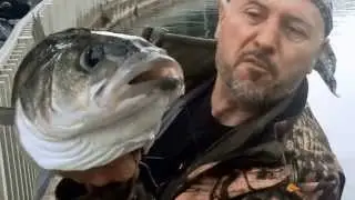 P&ecirc;che Loup Espadon Denti Thon P&eacute;lamide Tass Barracuda  Cannes -ANTOMICOU FISHING