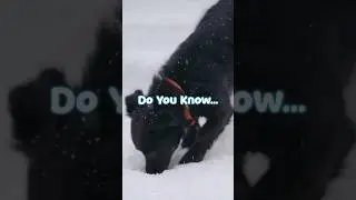 The Truth About Why Dogs Hide Bones! 🤯🐕