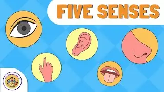 The Five Senses for Kids | Sight, Sound, Smell, Taste & Touch!SCIENCE | Science | Human Body