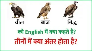 गिद्ध, चील, बाज को इंग्लिश में क्या कहते है? चील और बाज में क्या अंतर है? chil and baaz difference