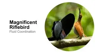 Magnificent Riflebird: Fluid Coordination