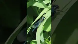 The Banded Demoiselle - A Greg's Wildlife #Shorts