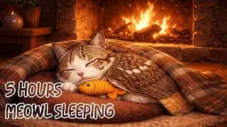 Meowl Sleeping: Calming music, fall asleep quickly