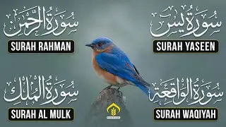 🌙 Quran for Barakah & Protection | Surah Yaseen &bull; Rahman &bull; Mulk &bull; Waqiah | Calm & Peace