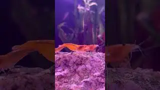 Berried Shrimp  #neocaridinashrimp #shrimptank #shrimplife #shrimplifecycle  #orange #shrimplet