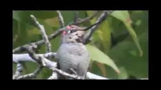 Hummingbird in the tree.  11-14-2012.  Trochilidae