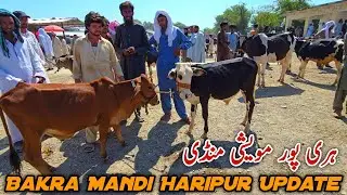 Haripur Mandi Latest Update 28 August 2025