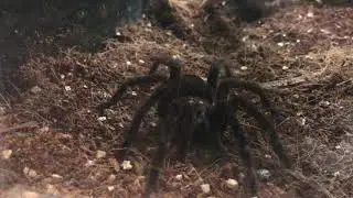 HALIFAX 2019 (CANADA) - BLUE BLOOM TARANTULA (MUSEUM OF NATURAL HISTORY)