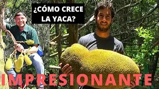 LA YACA. UNA IMPRESIONANTE FRUTA. MI AVENTURA CONOCIÉNDOLA.