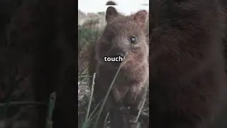 Quokka Facts - The Happiest Animal on Earth!