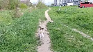 Archer after grooming Арчер после груминга
