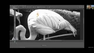 4   Flamingo   Tim Boyd 1 1