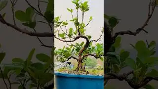 Ficus panda #bonsai #evergreen #garden #shorts #trending #junbonsai #nepal