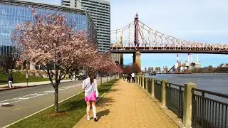 New York City - 4K Island Walk - Check Out the Cherry Trees at Roosevelt Island