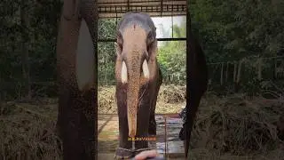 തെച്ചിക്കോട്ടുകാവ് രാമചന്ദ്രൻ 🥰 #festivals #elephant #pooram #aana #aanakambam #aanapremi