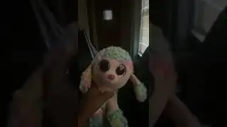 Bloppy ears meme poodle