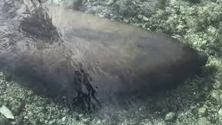 Manatee in Riviera Maya,Cancun