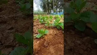 ASMR Weeding Malabar Spinach Field | Crisp Soil Sound #Shorts
