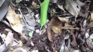 Leaf carrier ants