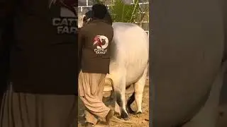 Big bull 😍💕 bht he awla nasal hai 👌👍