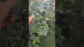 First Video. #garden virtual tour of our summer yard. I share tips for our dry climate in #Denver. 