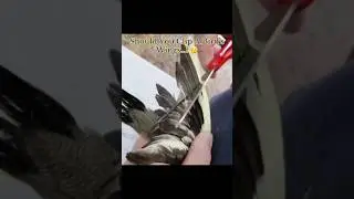 Should You Clip A Bird&rsquo;sWings&hellip;? 🤔 #interesting
