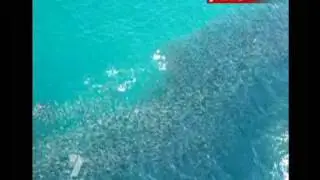 shark kids swim