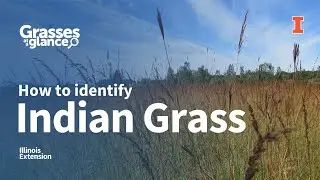 How to Identify Indian Grass - Grasses at a Glance