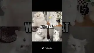 Aesthetic Cat Gallery | Black, White, Orange & More