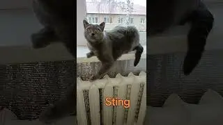 cat#британский #тайсон