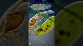 Flatworm Uses Needle-Like Penis to Inject Sperm in Own Head 🤯 #microscope #science #animals