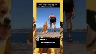 Dog lovers gather here. #dog #funny #viral #fyp