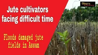 Jute cultivators of Char-Chapori, Assam facing economic crisis !