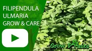 Filipendula ulmaria - grow and care